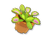 食虫植物の植木鉢