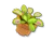 食虫植物の植木鉢